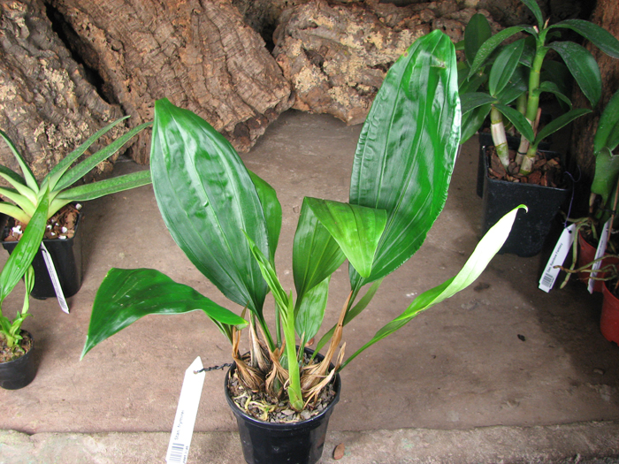 Stanhopea frymirei.jpg