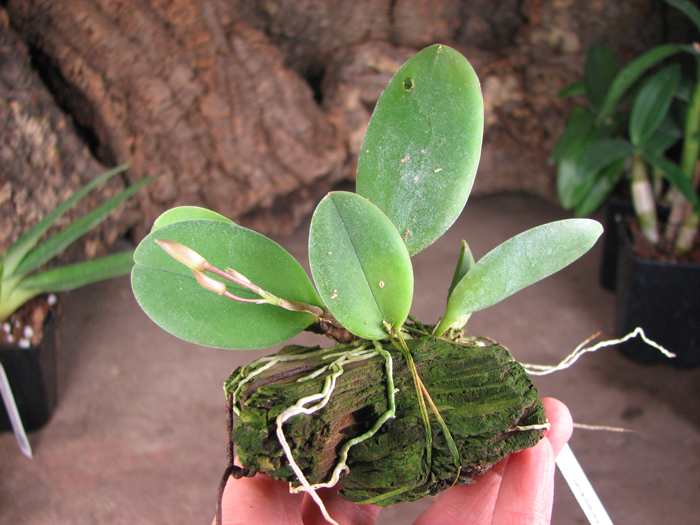 Meiracyllium trinasutum.jpg