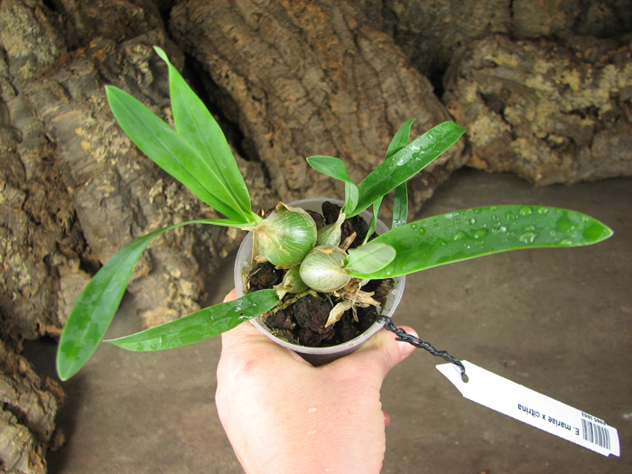 Encyclia mariae x citrina.jpg