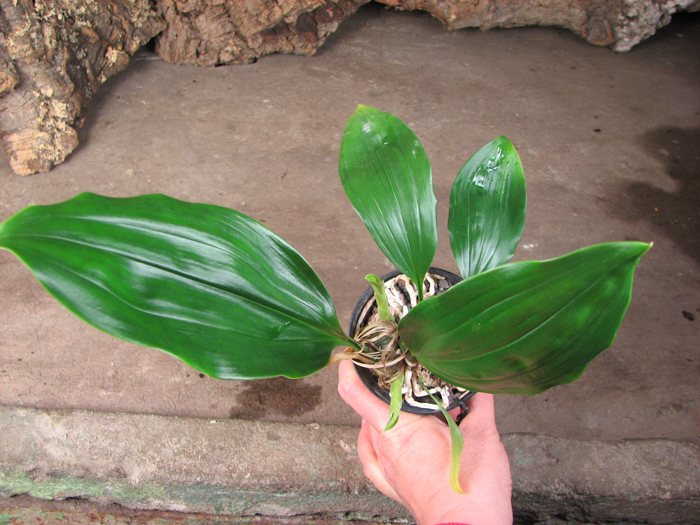 Stanhopea anfracta.jpg