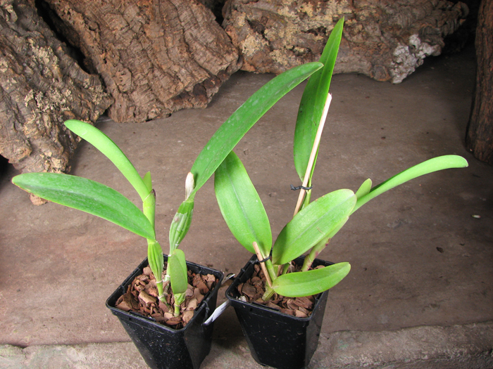 Cattleya trianae albescens XXX x Cattleya trianae amoena 'Rainha'.jpg