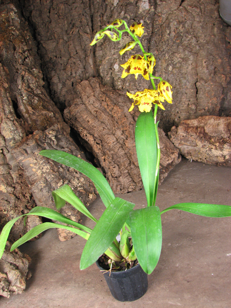 Odontocidium Yellow Tiger.jpg