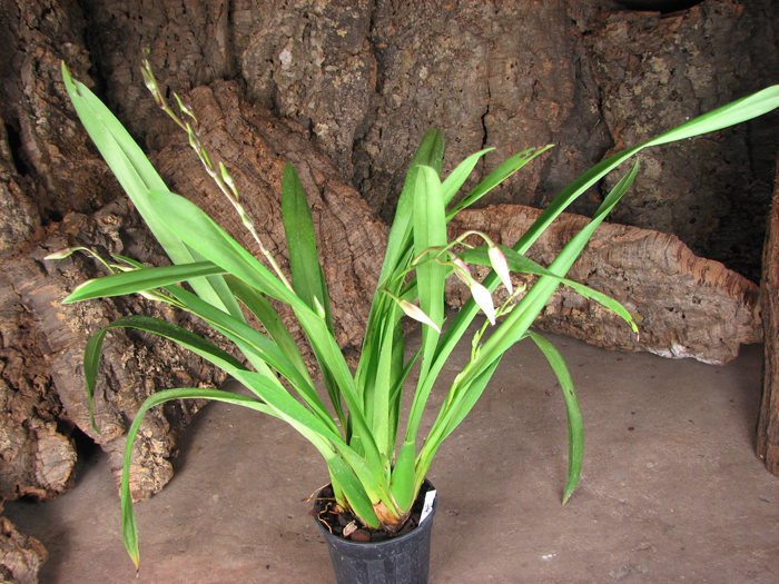 Odontonia Boussole 'Blanche'.jpg