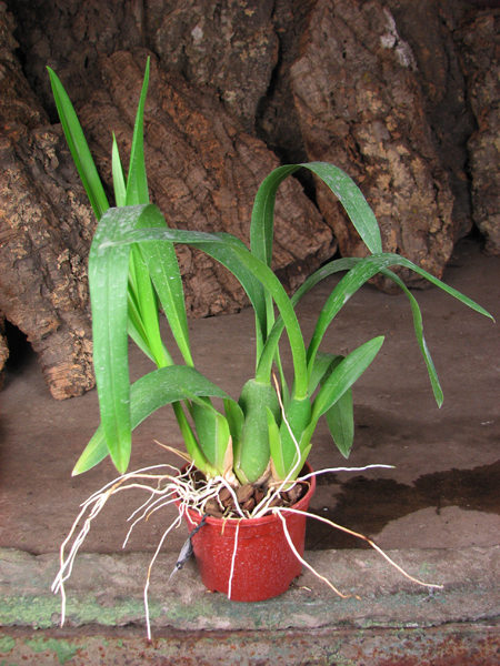 Miltassia C M Fitch 'Izumi'.jpg