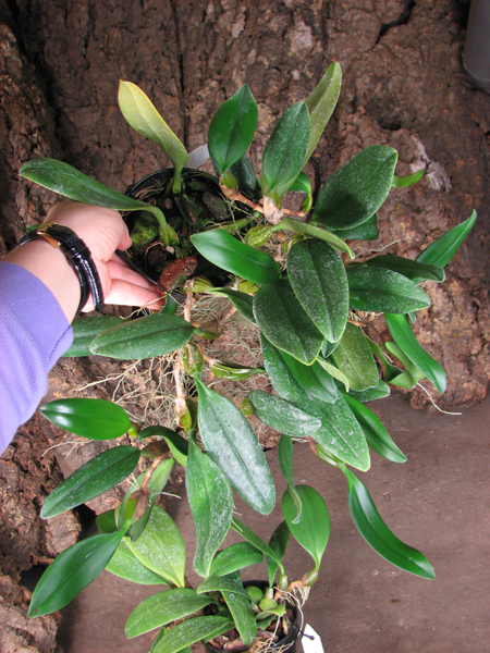 Bulbophyllum Santa Claus.jpg