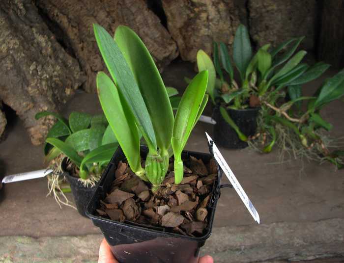 Cattleya eldorado alba 'Ouro Branco'.jpg