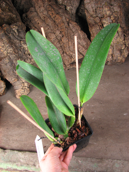 Laeliocattleya Dinard 'Blue Heaven'.jpg