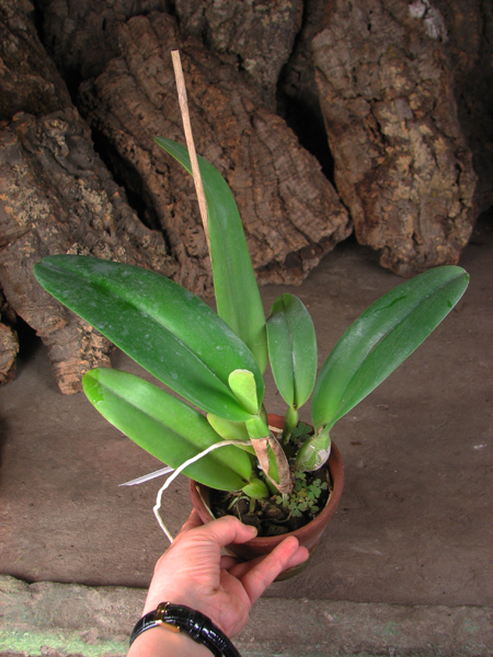 Laeliocattleya Shirayukihime 'M'.jpg