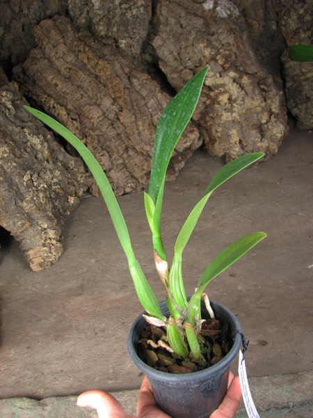 Sophrolaeliocattleya Hsin Buu Lady 'Red Beauty'.jpg