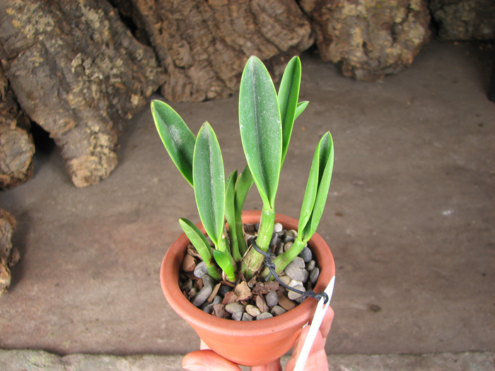 Laelia ghillanyi.jpg