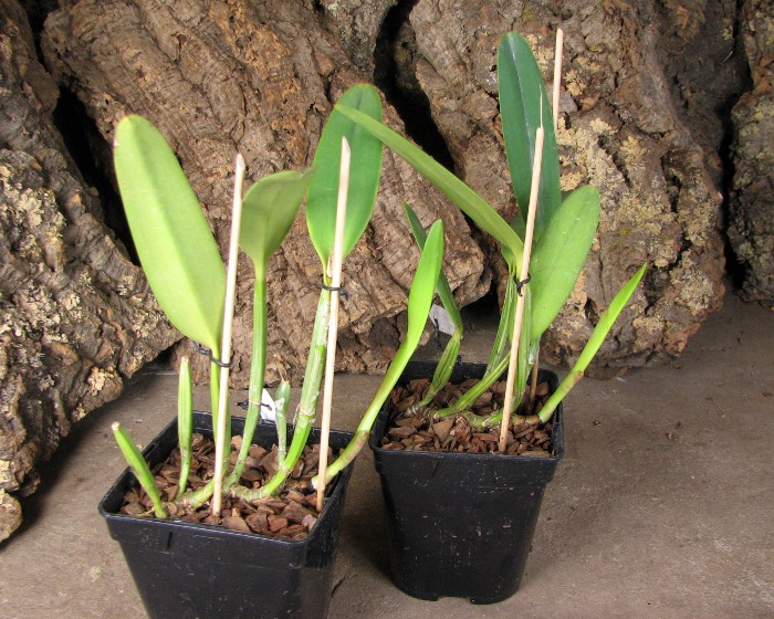 Cattleya lueddemanniana concolor (clara) x self.JPG