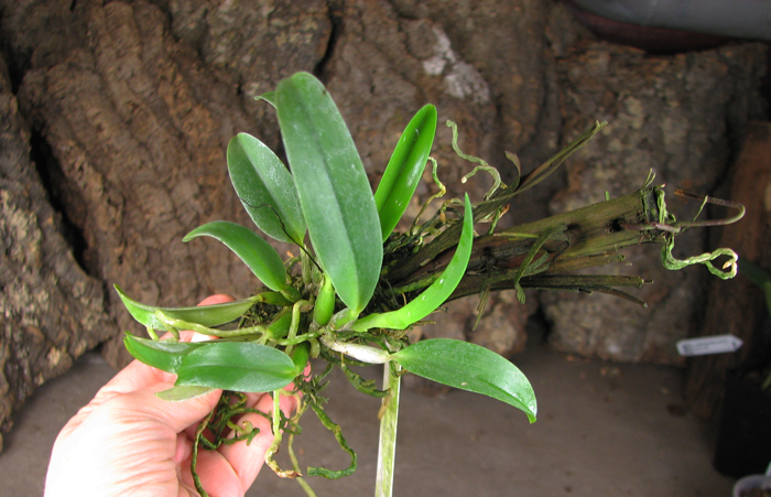 Laelia alaori escura II x Laelia alaori escura I.jpg
