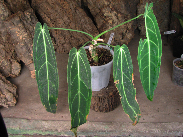 Anthurium warocqueanum.jpg