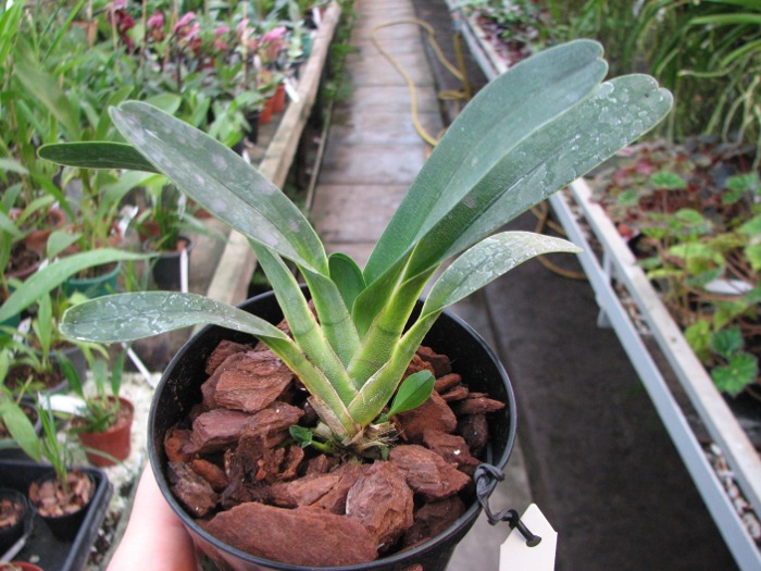 Angraecum magdalenae.JPG