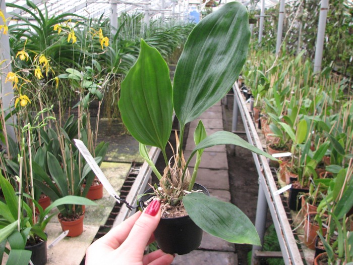 Stanhopea anfracta.JPG