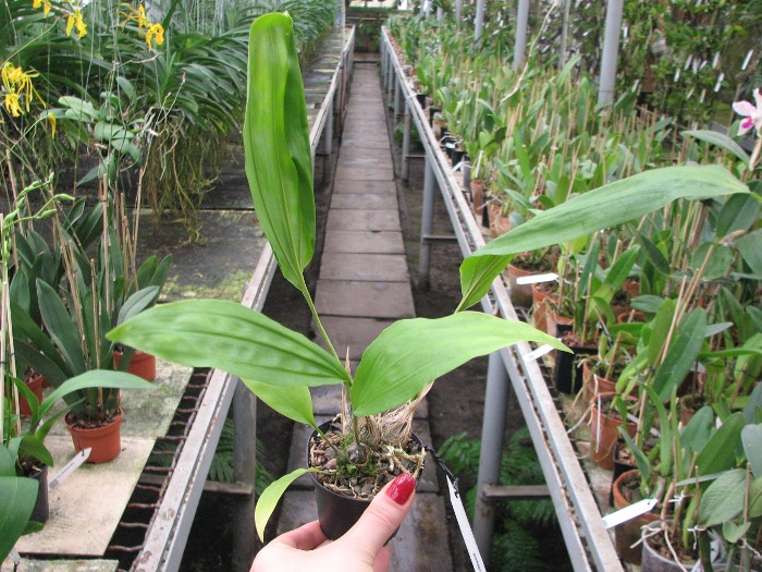 Stanhopea whittenii.JPG