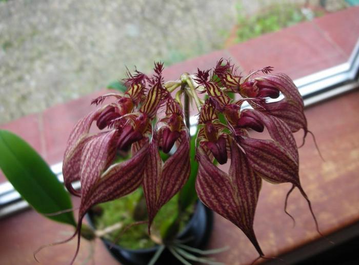 Bulbophyllum rothschildianum .jpg
