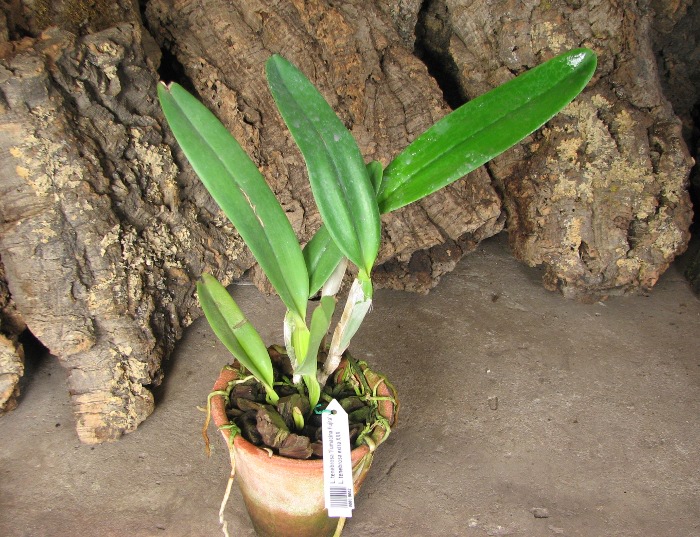 Laelia tenebrosa 'Fumacina Fujita' x Laelia tenebrosa extra XXX.JPG