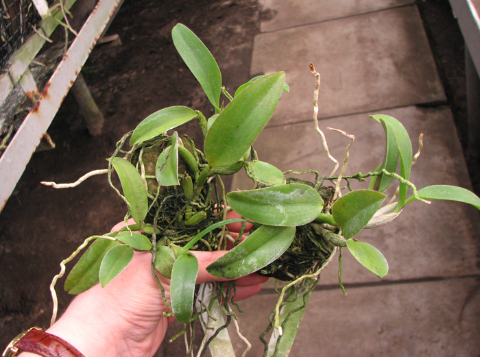 Laelia alaori escura II x Laelia alaori escura I.jpg