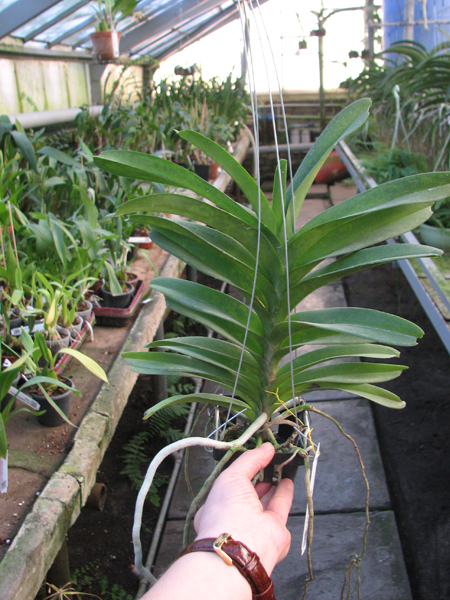 Vanda Pak Chong Blue.jpg