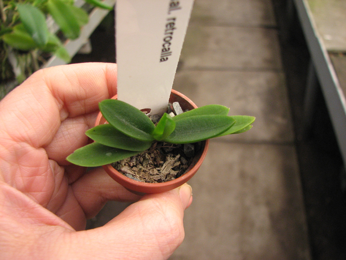 Haraella retrocalla.jpg