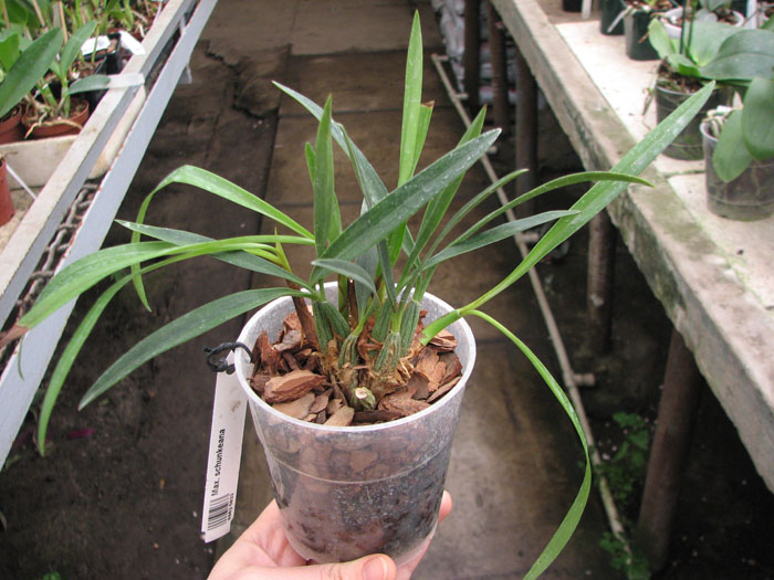 Maxillaria schunkeana.jpg