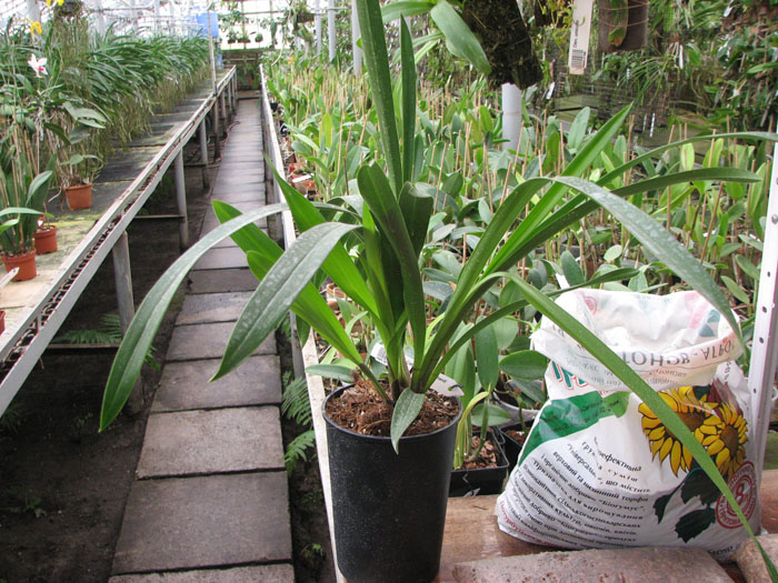 Cymbidium Cali Night 'Geyserland'.jpg