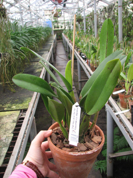 Laeliocattleya Chan Hsiu Jewel 'San Mei' (Cattleya Moscombe x Laeliocattleya Wayndora).jpg