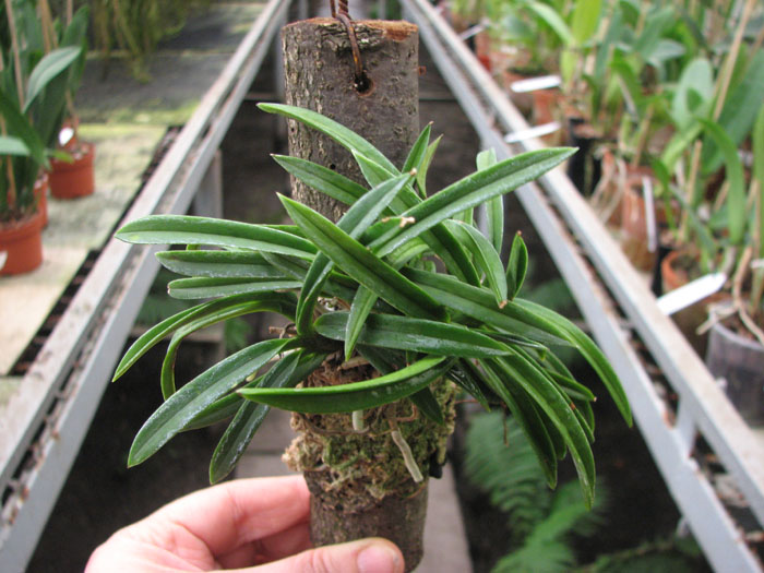 Neofinetia falcata.jpg