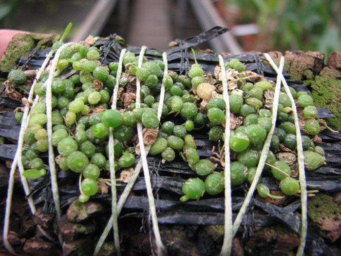 Bulbophyllum moniliforme.jpg