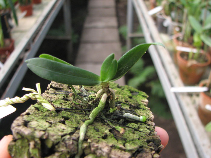 Aerangis rhodosticta.jpg