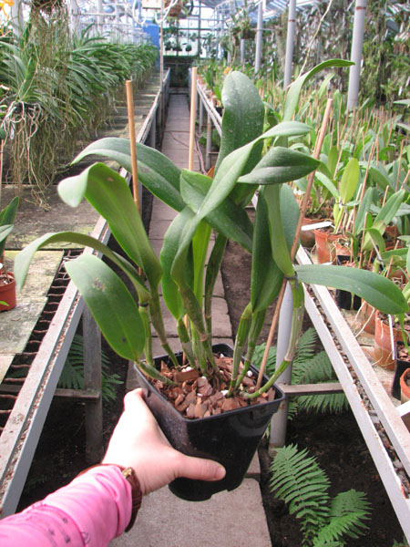 Sophrolaeliocattleya Tutankamen 'Pop'.jpg