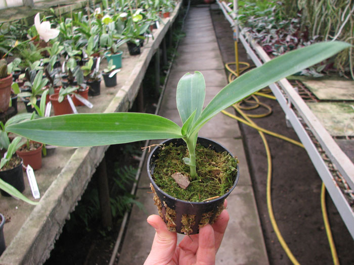 Habenaria myriotricha.jpg