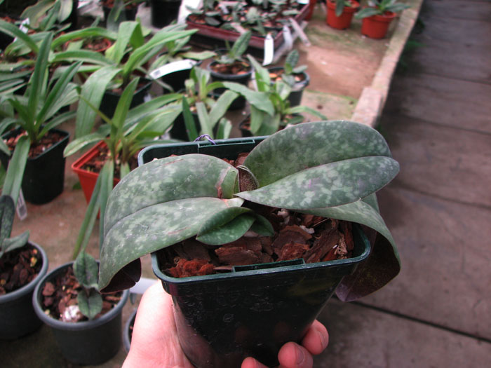 Paphiopedilum bellatulum.jpg
