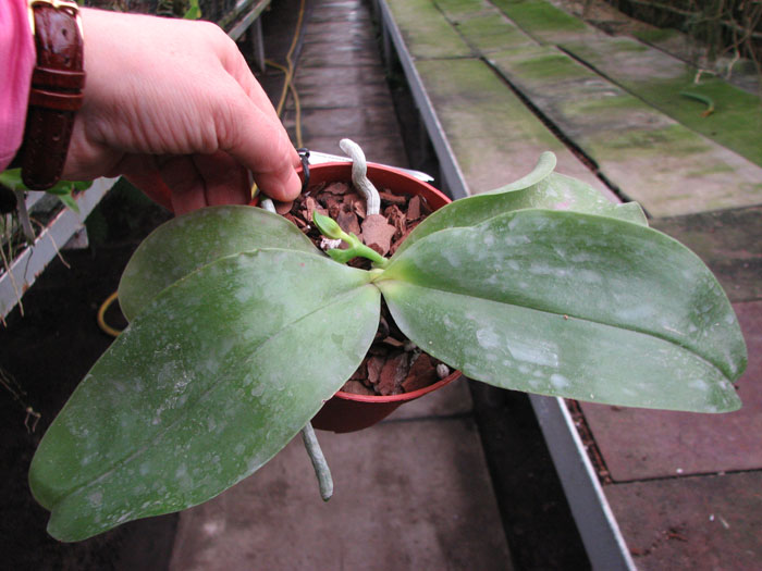 Phalaenopsis Princess Kailuani (violacea x amboinensis).jpg