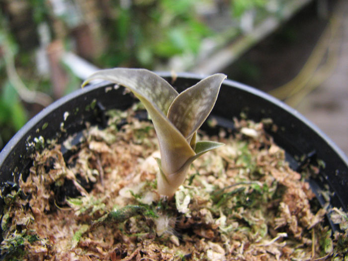 Habenaria rhodocheila 'Pink'.jpg