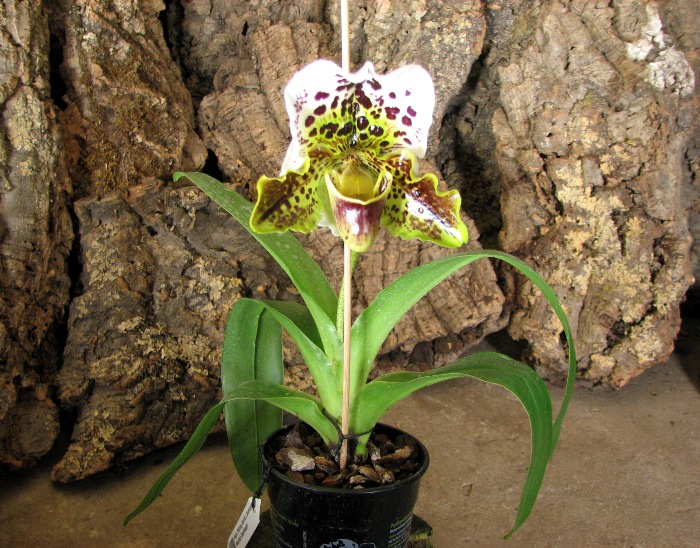 Paphiopedilum Shining World x Memory Heinrich Duerbusch.JPG