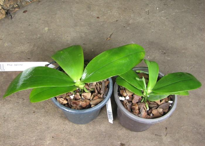 Phalaenopsis bellina.JPG
