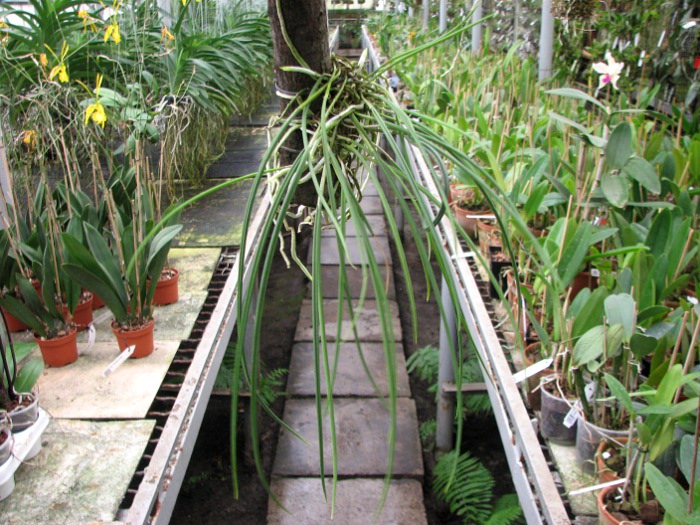 Brassavola cucullata.JPG