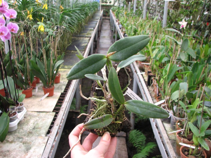 Cattleya schilleriana 'Guarapari' x Cattleya schilleriana 'Olinda'.JPG