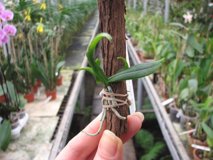 Aerangis rhodosticta.JPG