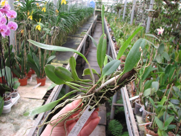 Laelia praestans 'Black Lip' XXX x Laelia praestans 'Daniel' XXX.JPG