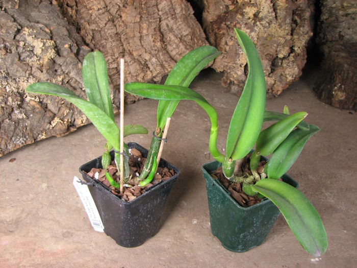 Potinara Angel Kiss 'No.5' (Blc. Love Sound x S. coccinea).JPG