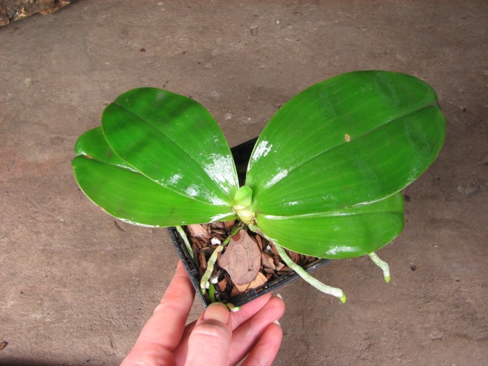 Phalaenopsis Samera 'Blue'.JPG