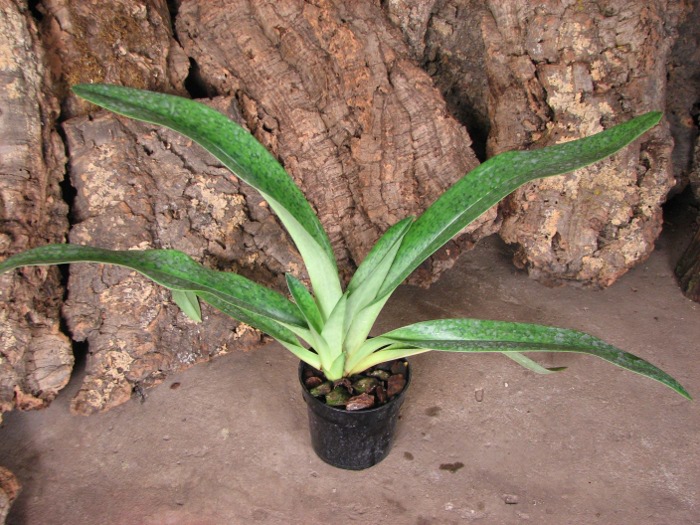 Paphiopedilum sukhakulii x kolopakingii.JPG