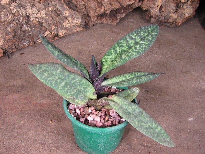 Paphiopedilum Norito Hasegawa (malipoense x armeniacum).JPG