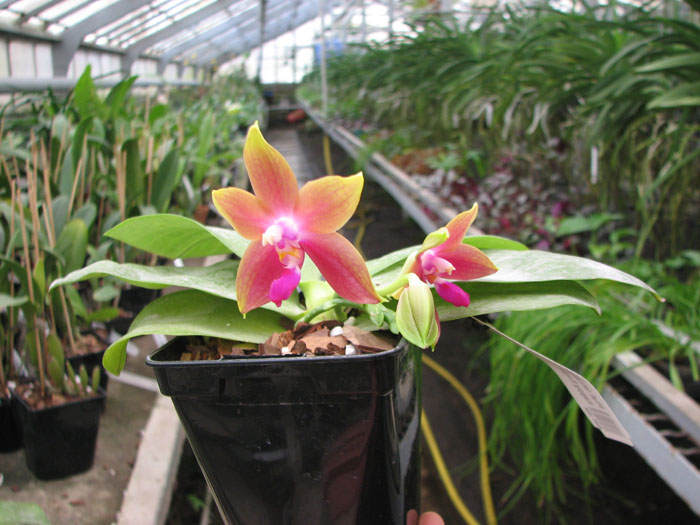 Phalaenopsis tetraspis 'C1' x Phalaenopsis KS Happy Eagle.jpg