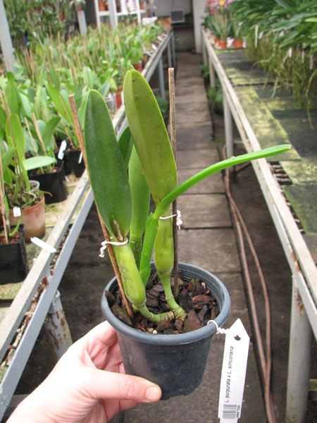 Laelia purpurata x Laelia sincorana.jpg
