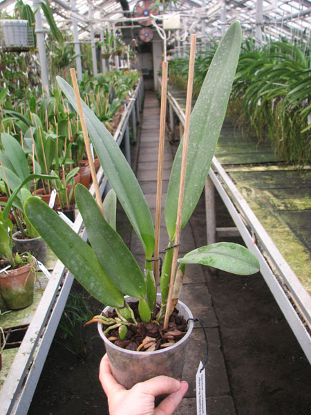 Laeliocattleya C G Roebling 'Blue Indigo' (Cattleya gaskelliana x Laelia purpurata).jpg