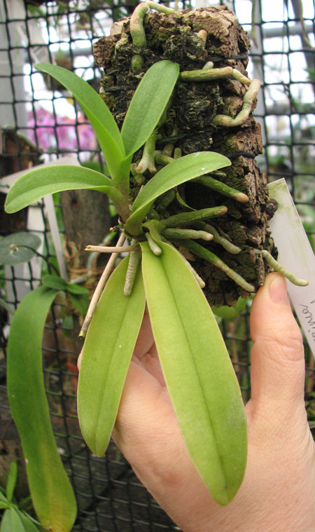 Doritis pulcherrima.jpg